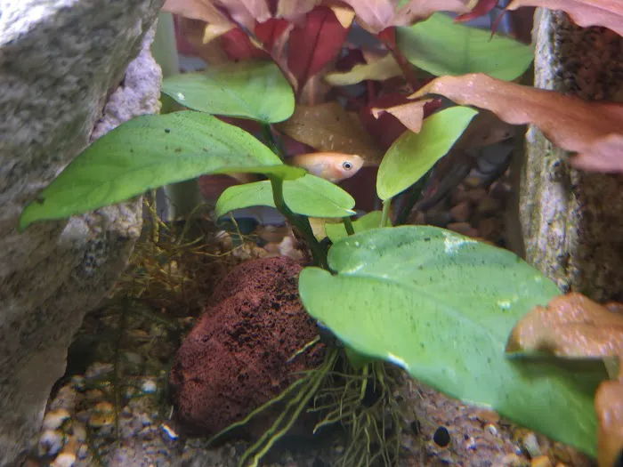 AquaPlants Plus Picture 5