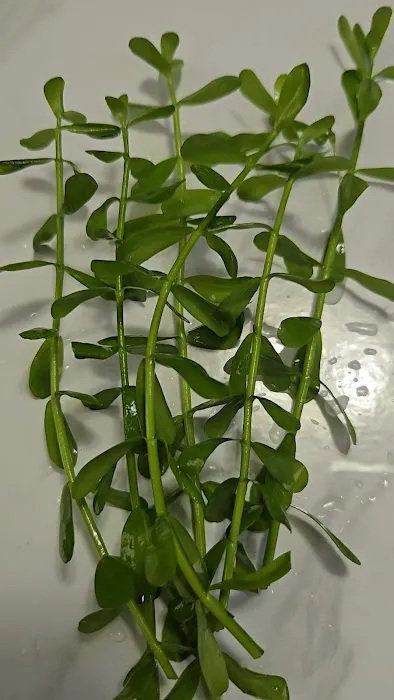 AquaPlants Plus Picture 1