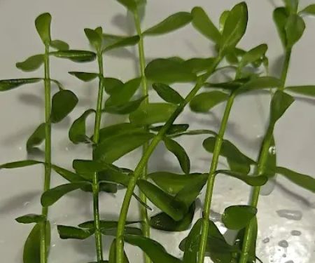 AquaPlants Plus