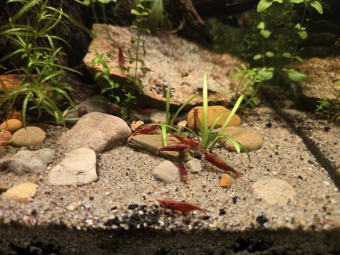 AquaPlants Plus Picture 10