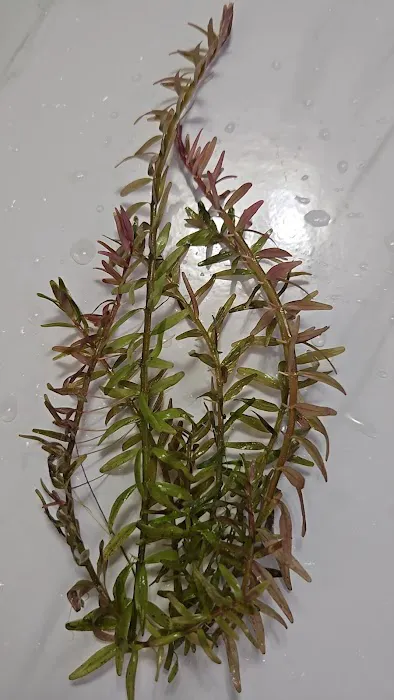 AquaPlants Plus Picture 6