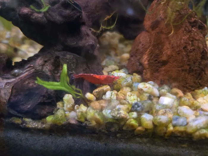 AquaPlants Plus Picture 9