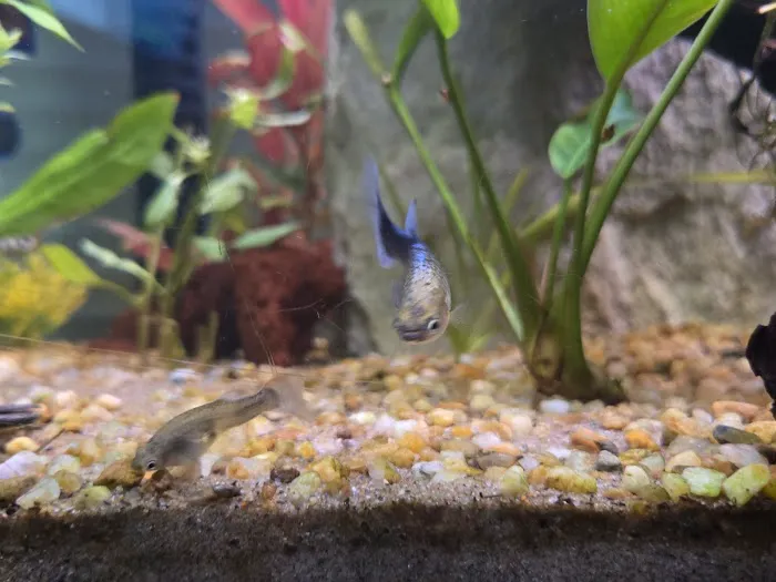 AquaPlants Plus Picture 4