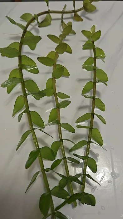 AquaPlants Plus Picture 2