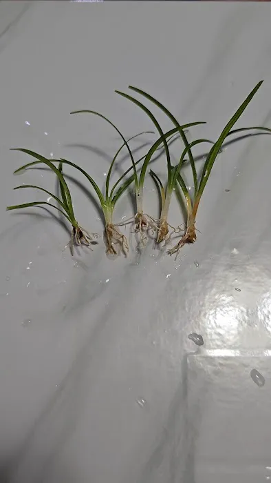 AquaPlants Plus Picture 8