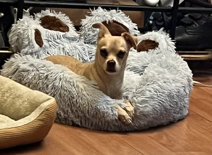 Banfield Pet Hospital Picture 6