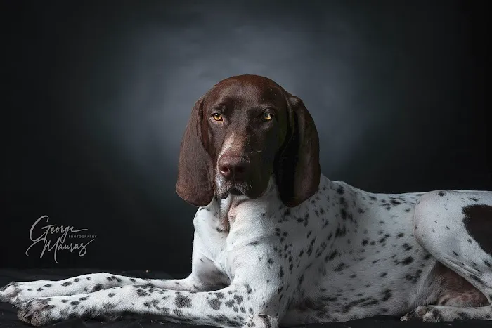 Banfield Pet Hospital Picture 2