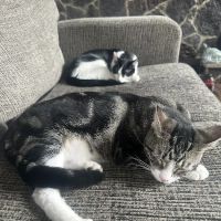 Animal Health Center ico