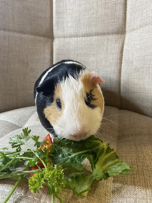 Animal Health Center Picture 10