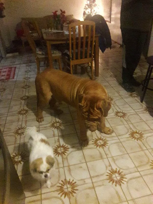 Animal Health Center Picture 4