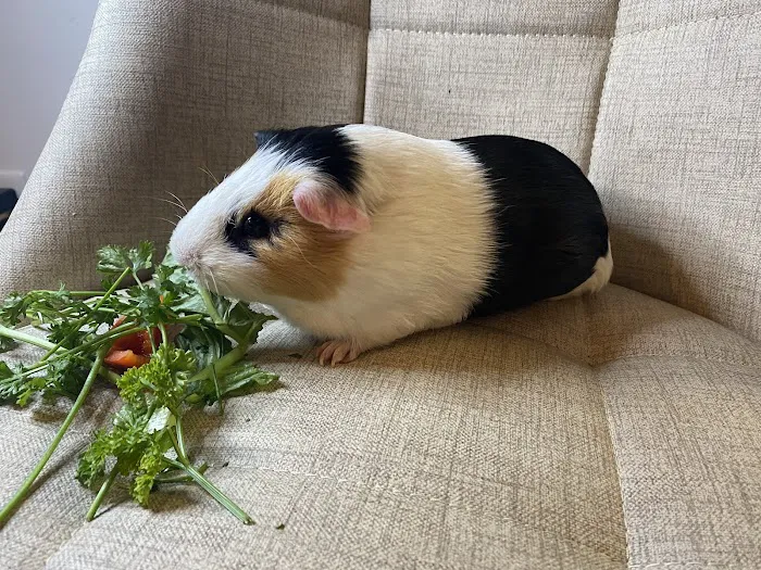 Animal Health Center Picture 8