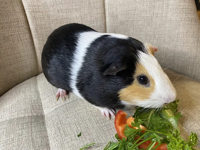 Animal Health Center Picture 7