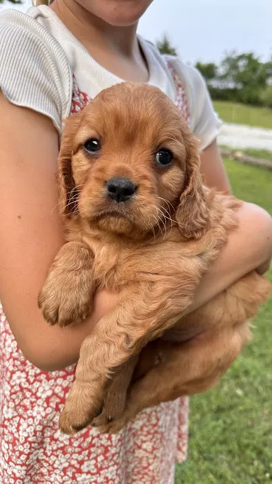 Peace Mountain Puppy Picture 2