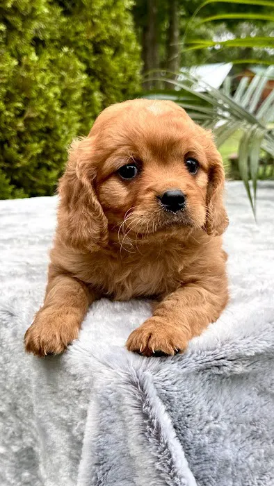 Peace Mountain Puppy Picture 1