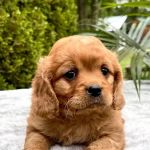 Peace Mountain Puppy