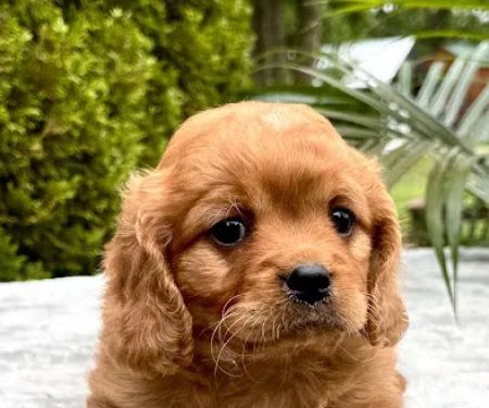 Peace Mountain Puppy