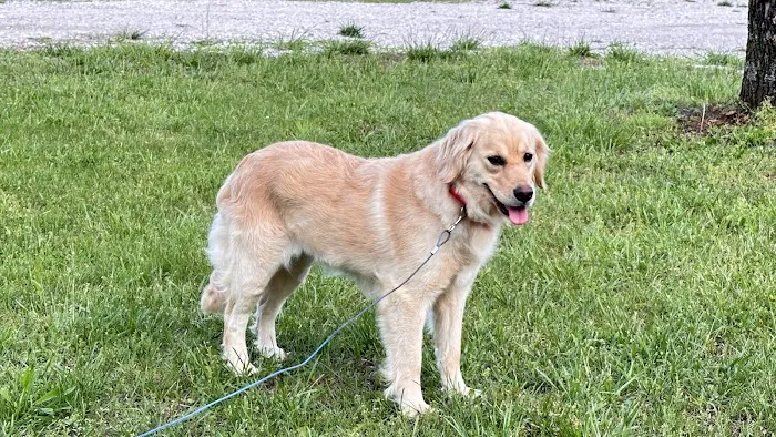 Peace Mountain Puppy Picture 9