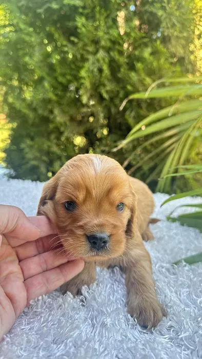 Peace Mountain Puppy Picture 6