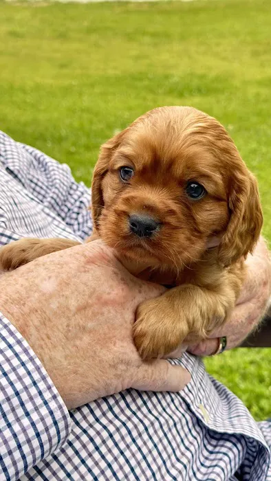 Peace Mountain Puppy Picture 3