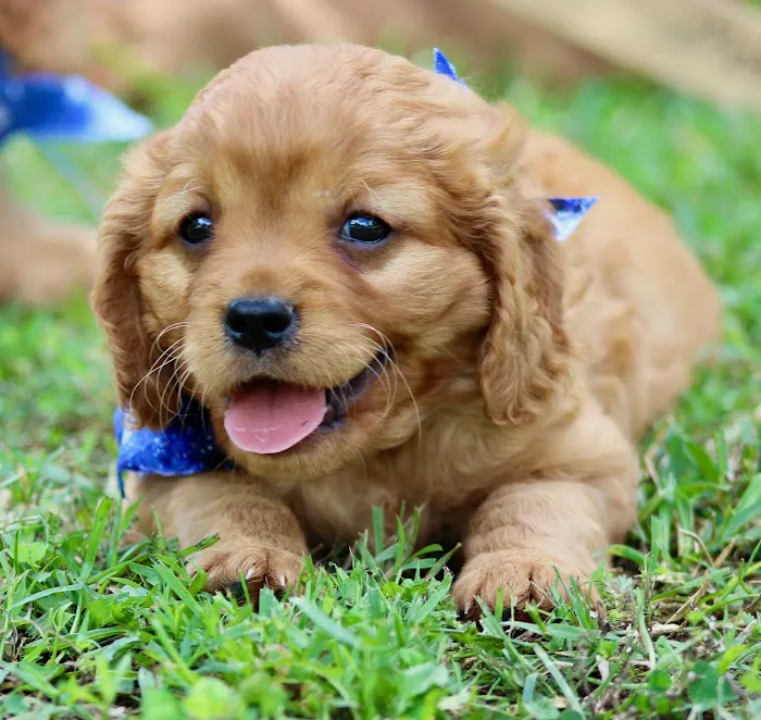 Peace Mountain Puppy Picture 7