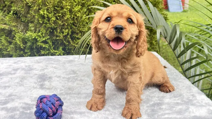 Peace Mountain Puppy Picture 4