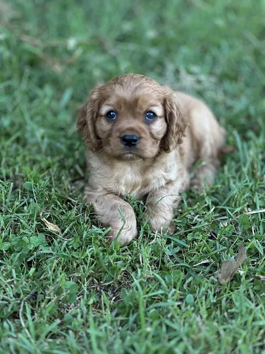 Peace Mountain Puppy Picture 8