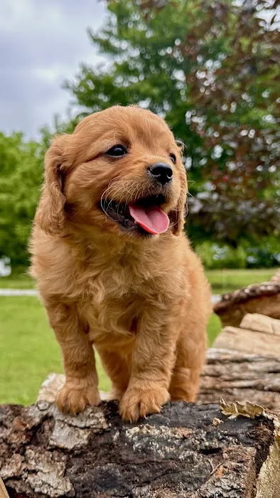 Peace Mountain Puppy Picture 10