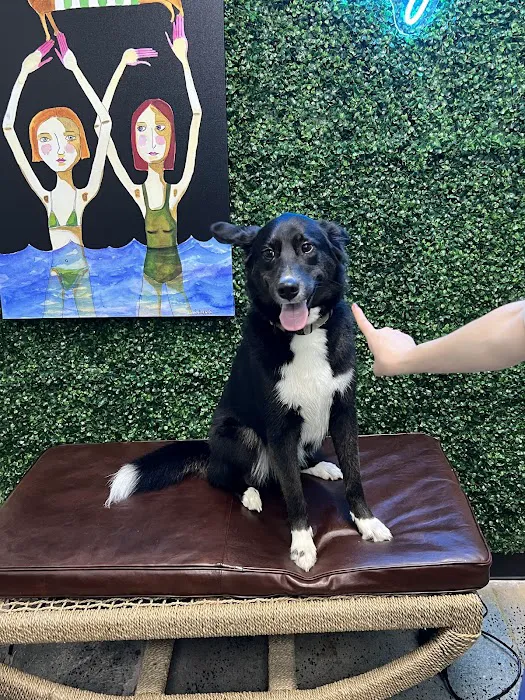 Hugo & Roy’s Pet Boutique Picture 9