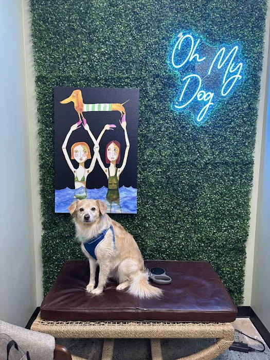 Hugo & Roy’s Pet Boutique Picture 8