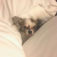 Guardian Veterinary Emergency ico