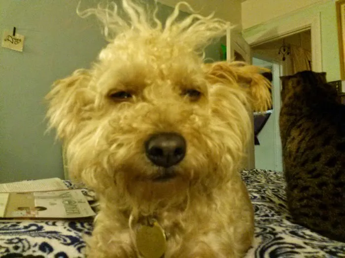 Guardian Veterinary Emergency Picture 3