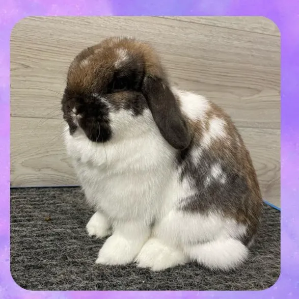 B&S Rabbitry Picture 7