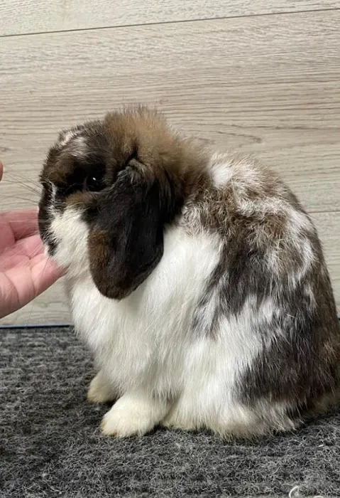 B&S Rabbitry Picture 8