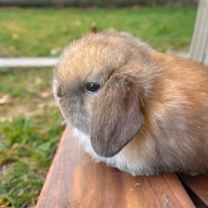 B&S Rabbitry Picture 9