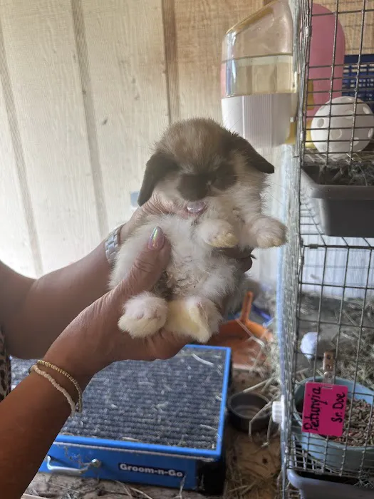 B&S Rabbitry Picture 10