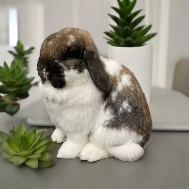 B&S Rabbitry Picture 2