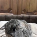 B&S Rabbitry