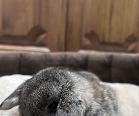 B&S Rabbitry