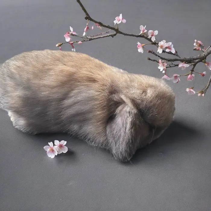 B&S Rabbitry Picture 3