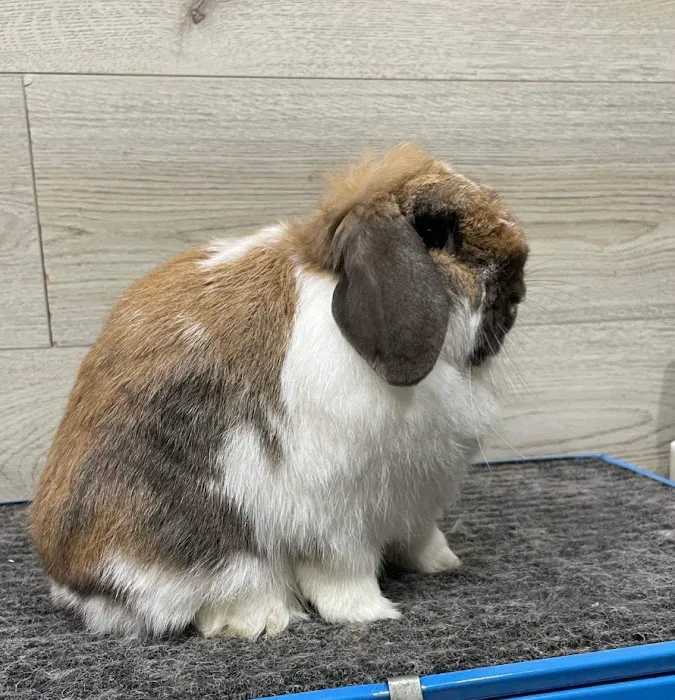 B&S Rabbitry Picture 5