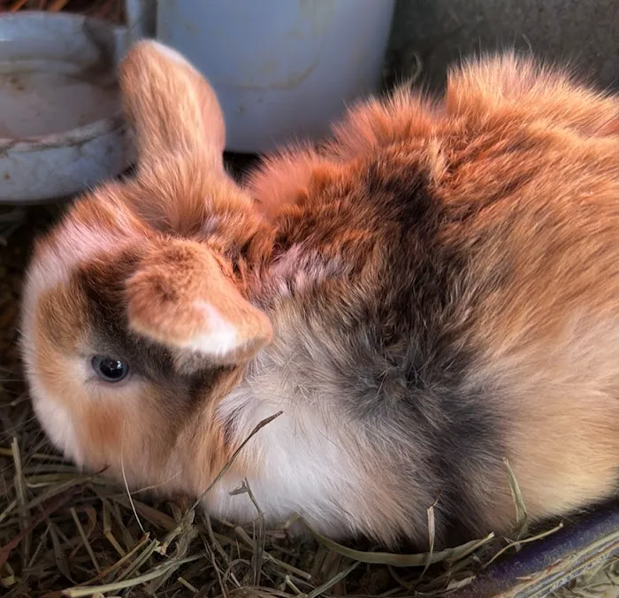 B&S Rabbitry Picture 4