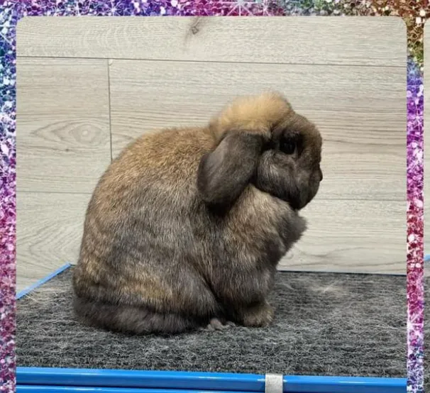 B&S Rabbitry Picture 6
