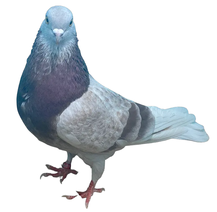 RollerPigeon.Com Picture 3