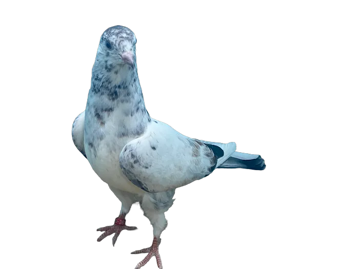 RollerPigeon.Com Picture 5