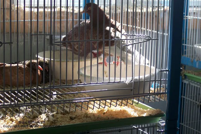 RollerPigeon.Com Picture 2