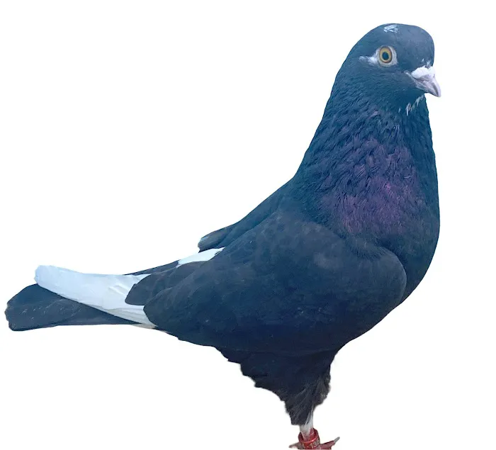 RollerPigeon.Com Picture 4