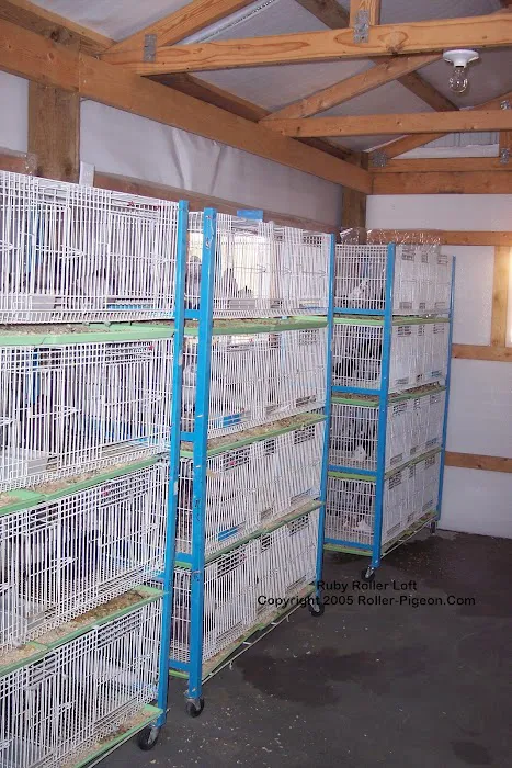 RollerPigeon.Com Picture 1