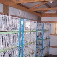 RollerPigeon.Com ico