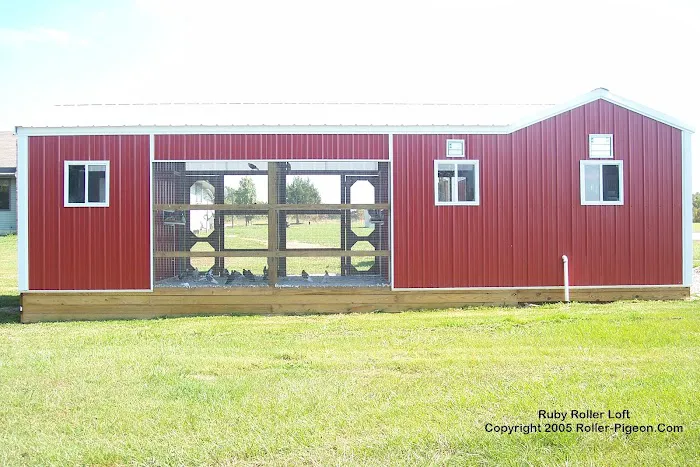 RollerPigeon.Com Picture 6