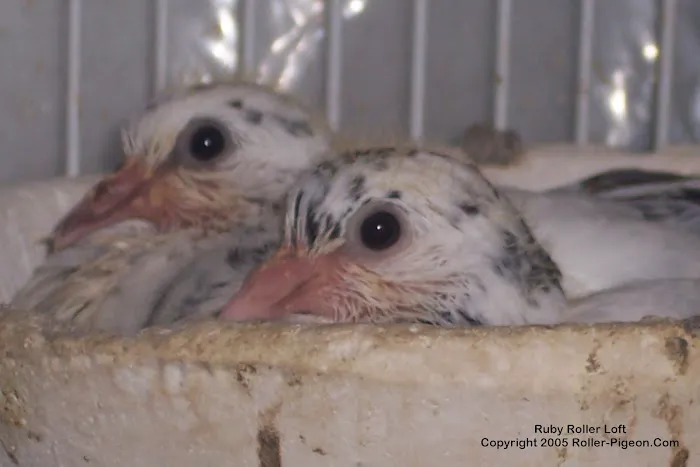 RollerPigeon.Com Picture 8